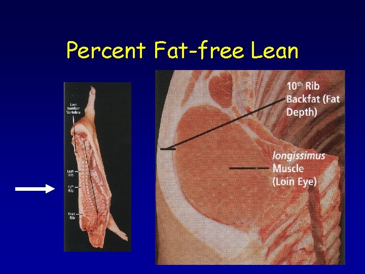 Percent Fat-free Lean 