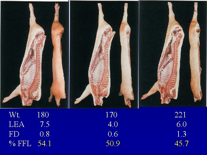 Wt. 180 LEA 7. 5 FD 0. 8 % FFL 54. 1 170 4.
