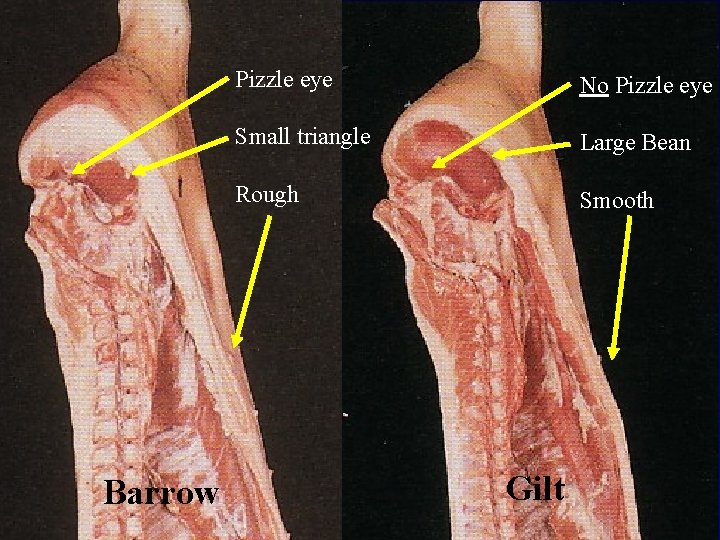 Barrow Pizzle eye No Pizzle eye Small triangle Large Bean Rough Smooth Gilt 