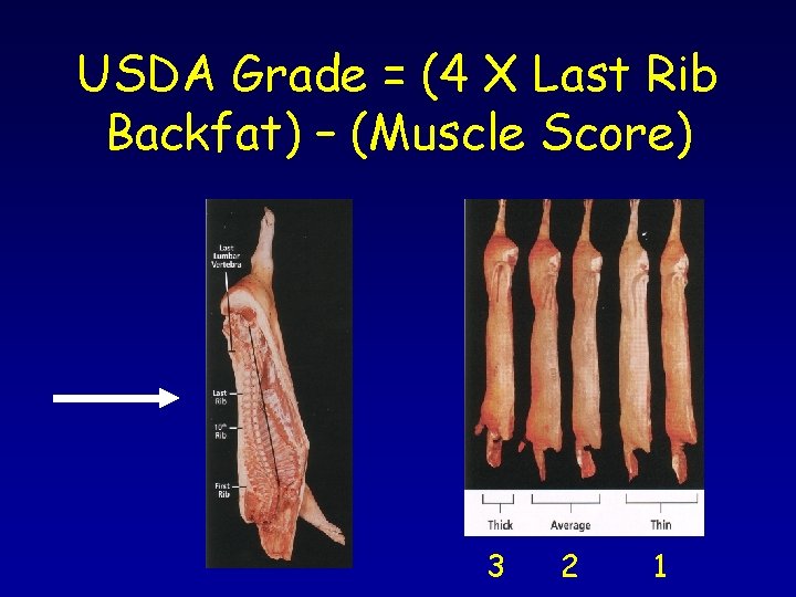 USDA Grade = (4 X Last Rib Backfat) – (Muscle Score) 3 2 1