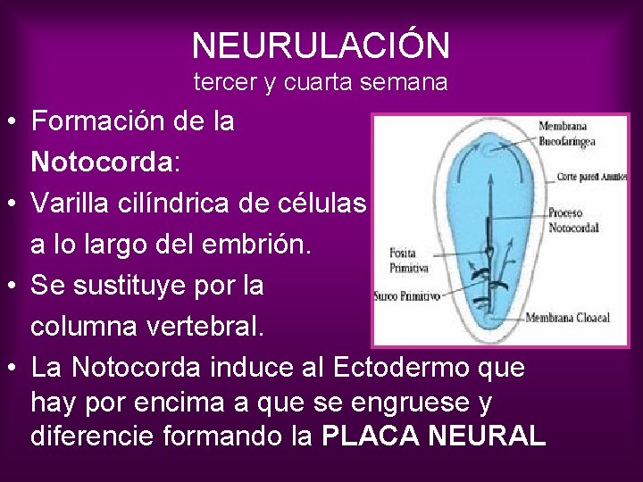 NEURULACIÓN tercer y cuarta semana • Formación de la Notocorda: • Varilla cilíndrica de