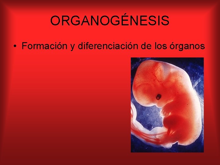 ORGANOGÉNESIS • Formación y diferenciación de los órganos 