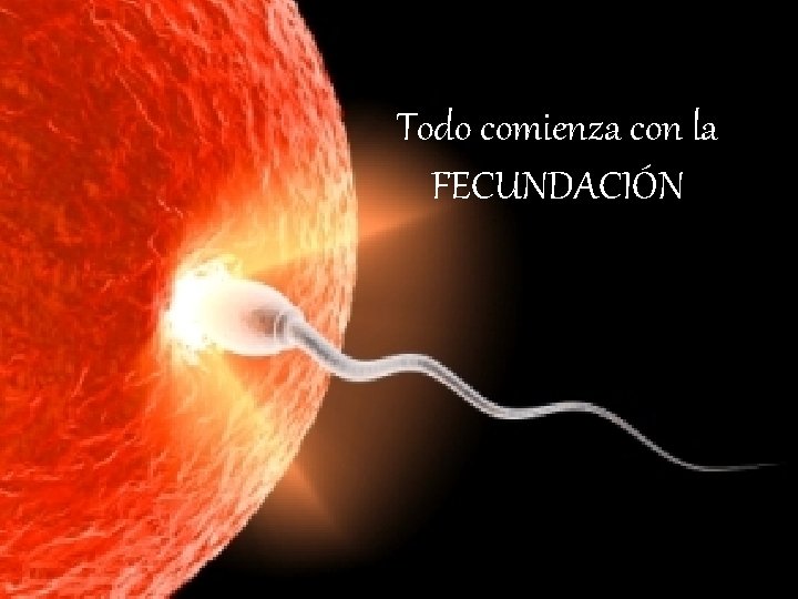 Todo comienza con la FECUNDACIÓN 