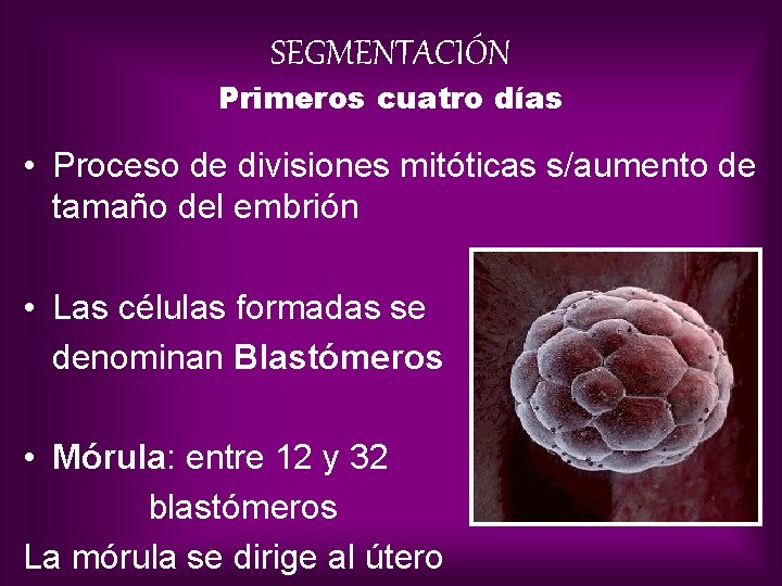 SEGMENTACIÓN Primeros cuatro días • Proceso de divisiones mitóticas s/aumento de tamaño del embrión