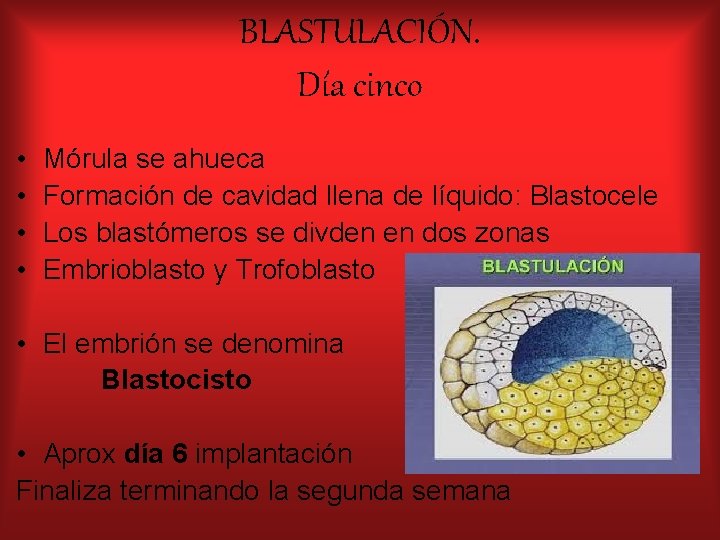 BLASTULACIÓN. Día cinco • • Mórula se ahueca Formación de cavidad llena de líquido: