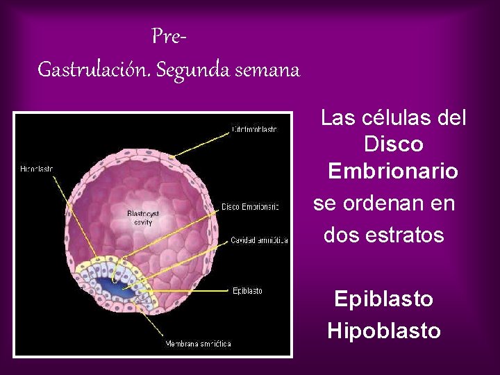Pre. Gastrulación. Segunda semana Las células del Disco Embrionario se ordenan en dos estratos
