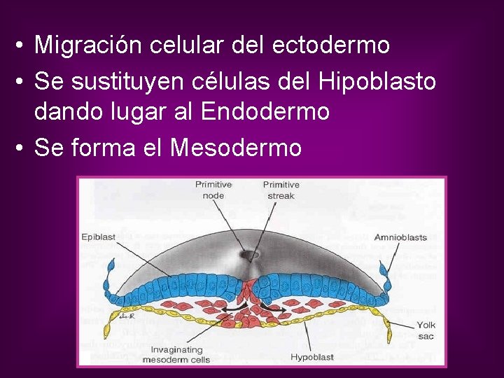  • Migración celular del ectodermo • Se sustituyen células del Hipoblasto dando lugar