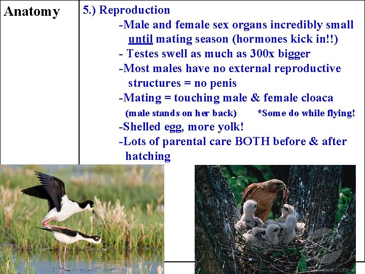 Anatomy 5. ) Reproduction -Male and female sex organs incredibly small until mating season