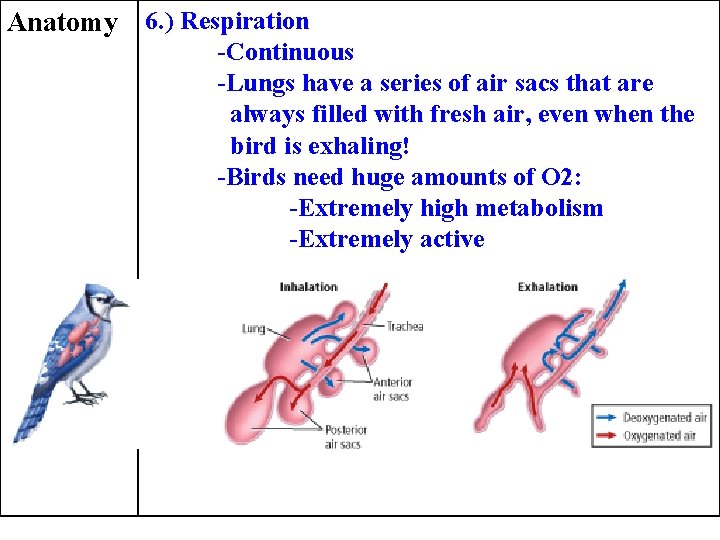 Anatomy 6. ) Respiration -Continuous -Lungs have a series of air sacs that are