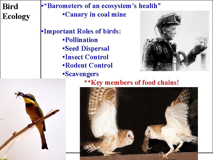 Bird Ecology • “Barometers of an ecosystem’s health” • Canary in coal mine •