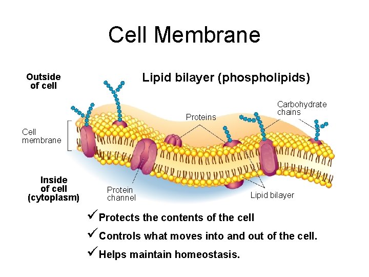 Cell Membrane Lipid bilayer (phospholipids) Outside of cell Proteins Carbohydrate chains Cell membrane Inside
