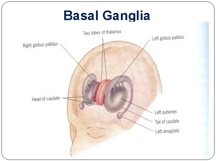 Basal Ganglia Basal Ganglia
