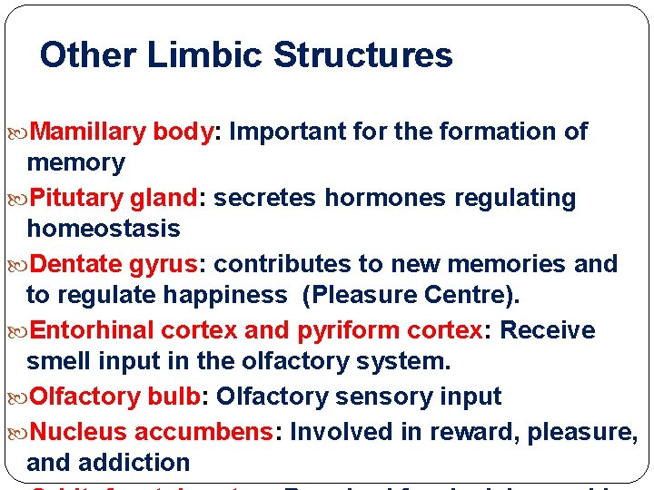 Other Limbic Structures Mamillary body: Important for the formation of memory Pitutary gland: secretes Other Limbic Structures Mamillary body: Important for the formation of memory Pitutary gland: secretes