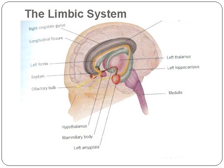The Limbic System The Limbic System