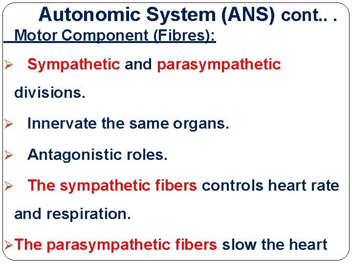 Autonomic System (ANS) cont. . . Motor Component (Fibres): Ø Sympathetic and parasympathetic divisions. Autonomic System (ANS) cont. . . Motor Component (Fibres): Ø Sympathetic and parasympathetic divisions.