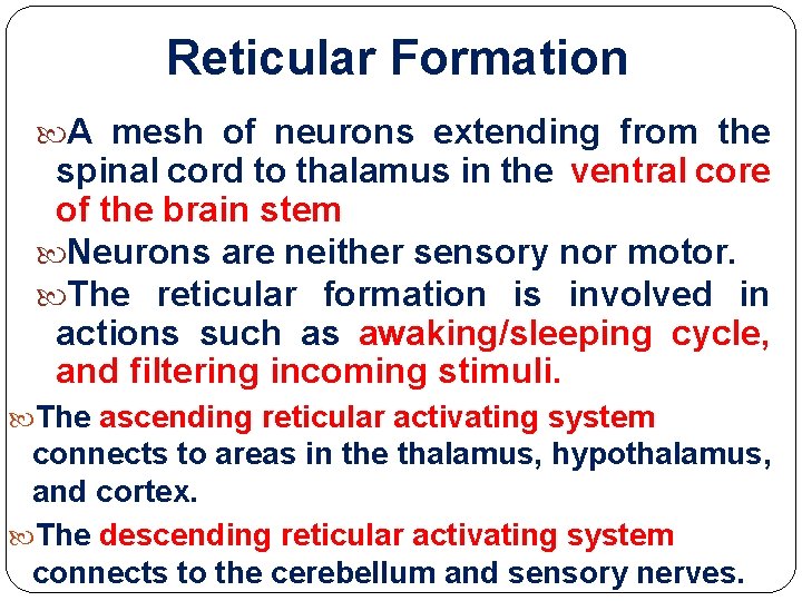 Reticular Formation A mesh of neurons extending from the spinal cord to thalamus in Reticular Formation A mesh of neurons extending from the spinal cord to thalamus in