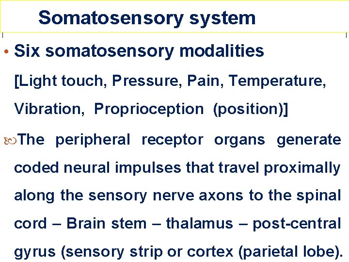 Somatosensory system • Six somatosensory modalities [Light touch, Pressure, Pain, Temperature, Vibration, Proprioception (position)]