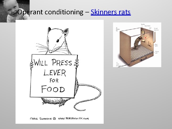 Operant conditioning – Skinners rats 