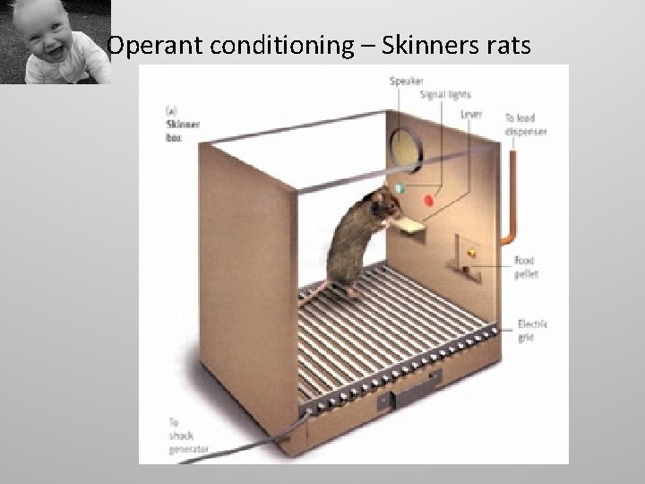 Operant conditioning – Skinners rats 
