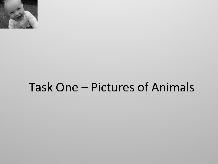 Task One – Pictures of Animals 