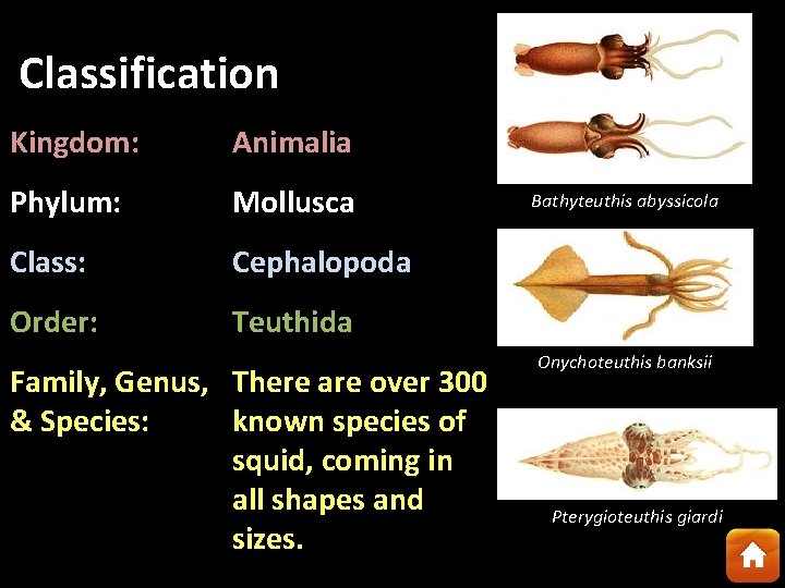 Classification Kingdom: Animalia Phylum: Mollusca Class: Cephalopoda Order: Teuthida Family, Genus, There are over
