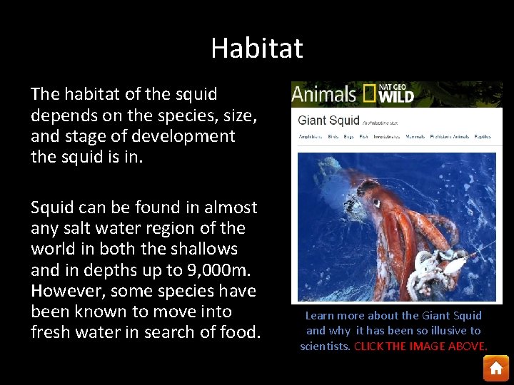 Habitat The habitat of the squid depends on the species, size, and stage of