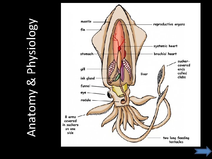 Anatomy & Physiology 