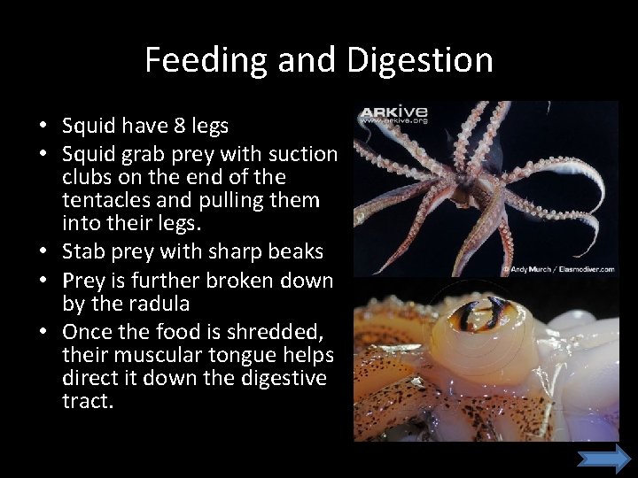 Feeding and Digestion • Squid have 8 legs • Squid grab prey with suction