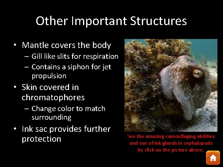 Other Important Structures • Mantle covers the body – Gill like slits for respiration