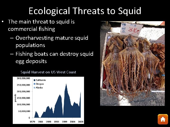 Ecological Threats to Squid • The main threat to squid is commercial fishing –