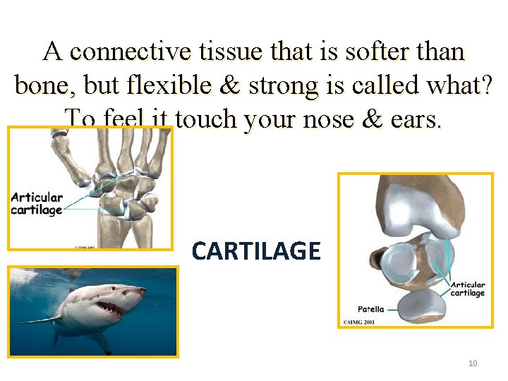 A connective tissue that is softer than bone, but flexible & strong is called