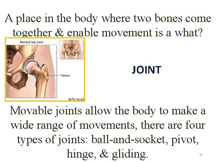 A place in the body where two bones come together & enable movement is