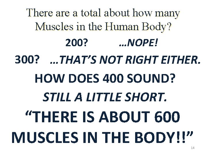 There a total about how many Muscles in the Human Body? 200? …NOPE! 300?