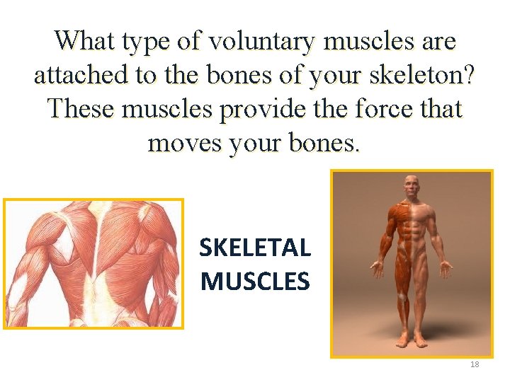 What type of voluntary muscles are attached to the bones of your skeleton? These