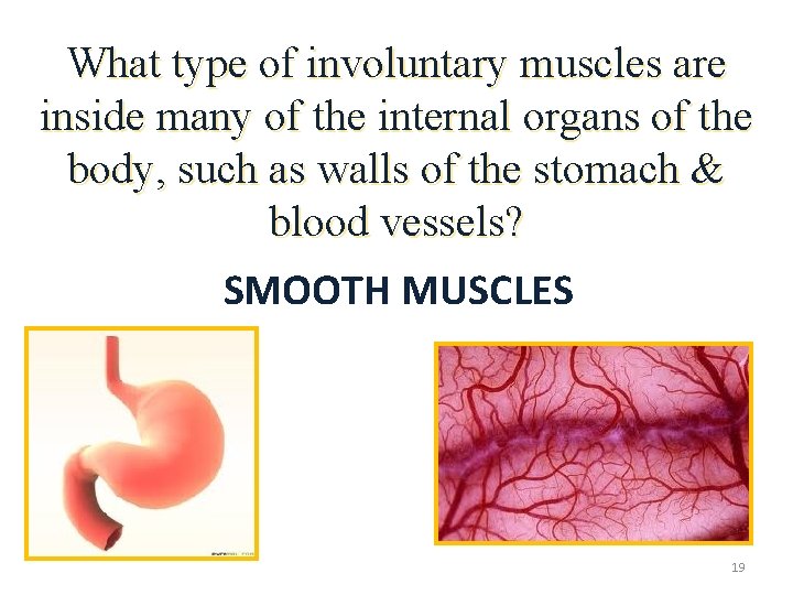 What type of involuntary muscles are inside many of the internal organs of the