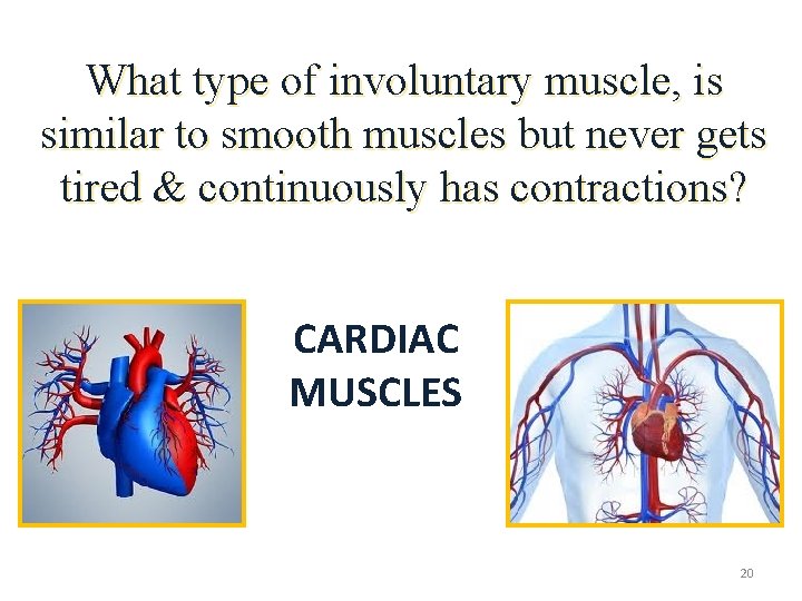 What type of involuntary muscle, is similar to smooth muscles but never gets tired