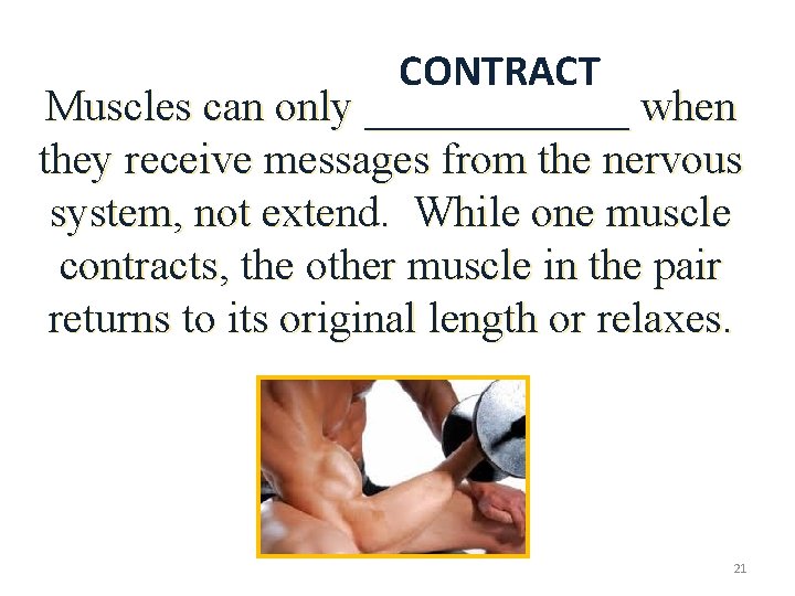 CONTRACT Muscles can only ______ when they receive messages from the nervous system, not