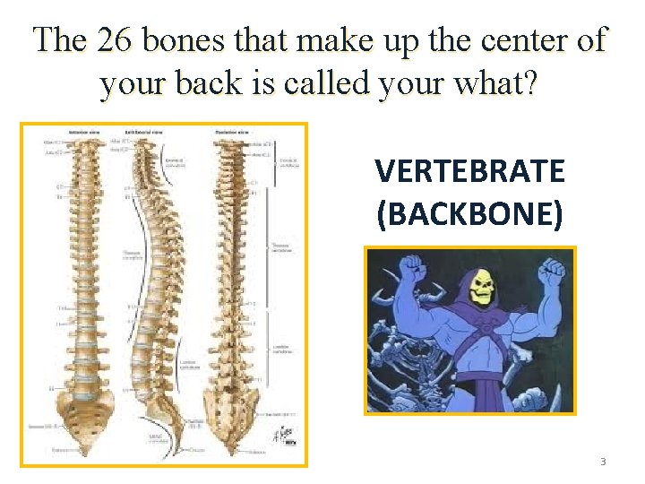 The 26 bones that make up the center of your back is called your