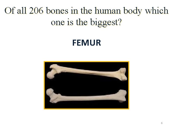 Of all 206 bones in the human body which one is the biggest? FEMUR