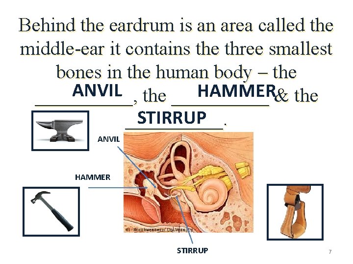 Behind the eardrum is an area called the middle-ear it contains the three smallest