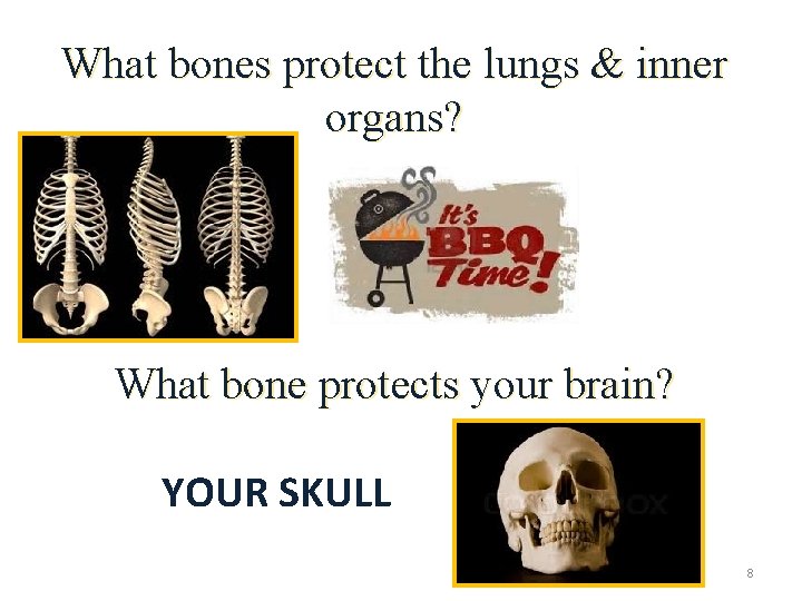 What bones protect the lungs & inner organs? RIBS What bone protects your brain?