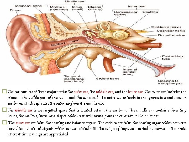 � The ear consists of three major parts: the outer ear, the middle ear,