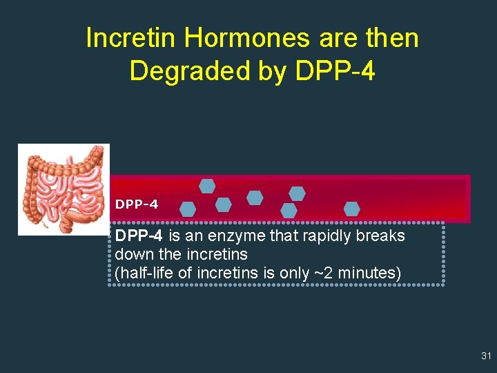 Incretin Hormones are then Degraded by DPP-4 is an enzyme that rapidly breaks down