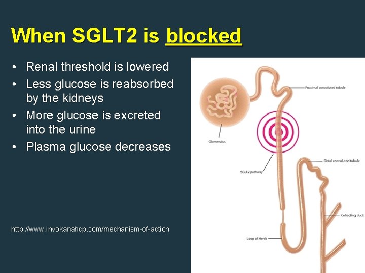 When SGLT 2 is blocked • Renal threshold is lowered • Less glucose is