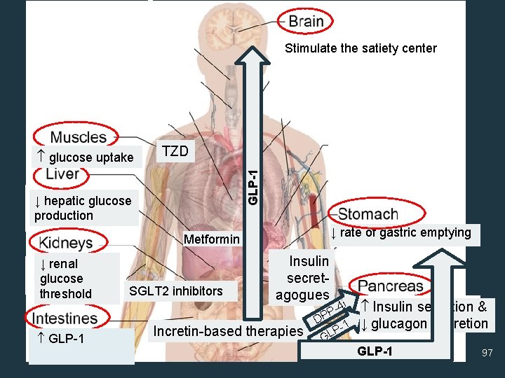 Stimulate the satiety center TZD GLP-1 ↓ glucoseuptake hepatic glucose ↓ hepatic production ↓