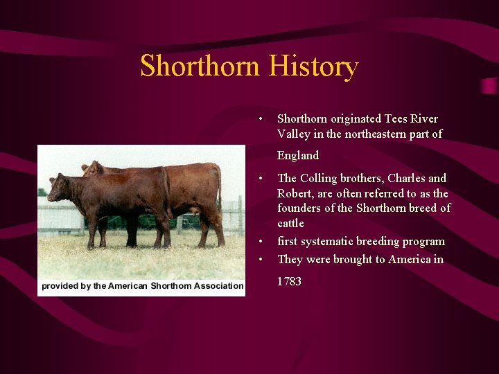 Shorthorn History • Shorthorn originated Tees River Valley in the northeastern part of England