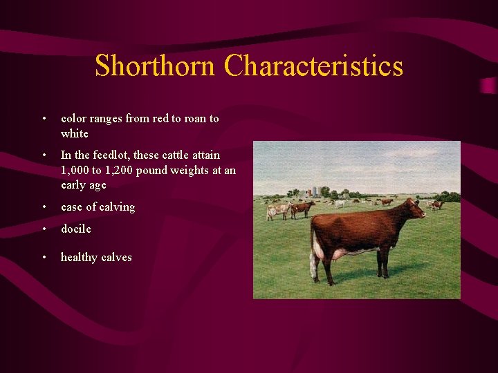 Shorthorn Characteristics • color ranges from red to roan to white • In the