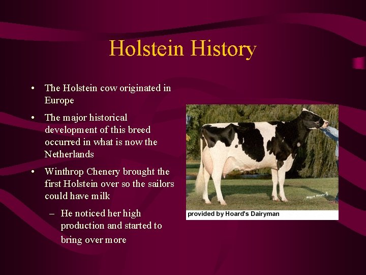 Holstein History • The Holstein cow originated in Europe • The major historical development