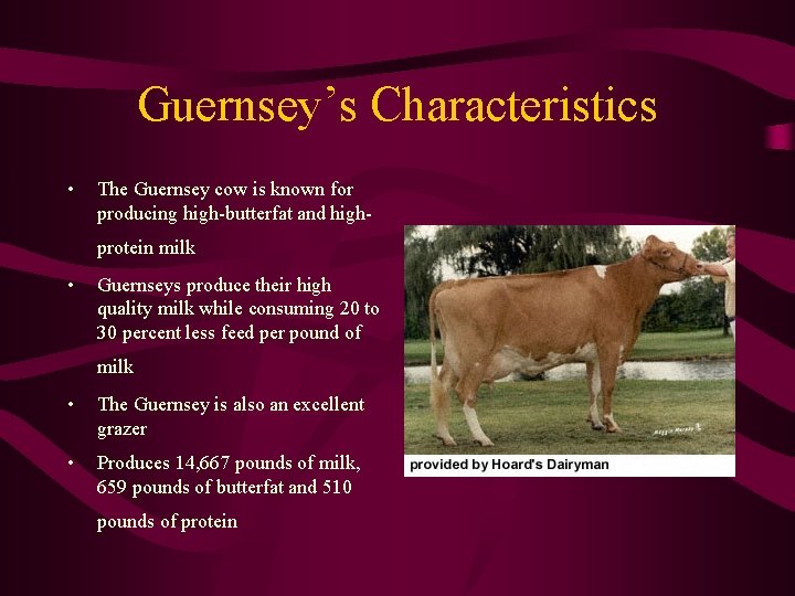Guernsey’s Characteristics • The Guernsey cow is known for producing high-butterfat and highprotein milk
