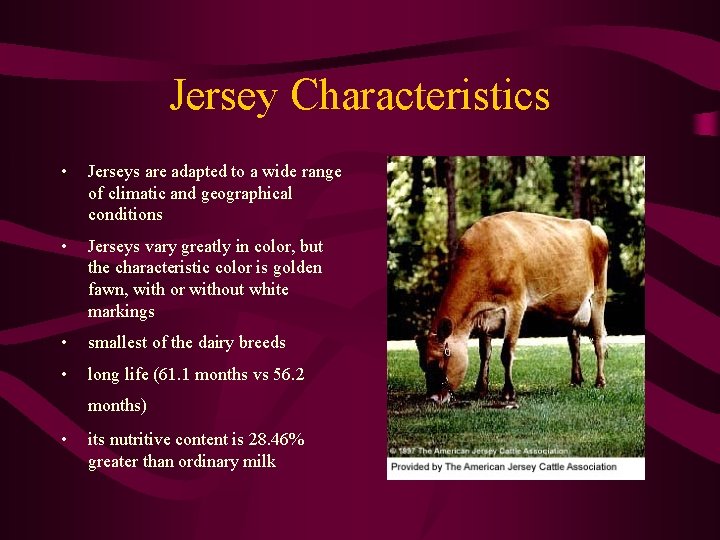 Jersey Characteristics • Jerseys are adapted to a wide range of climatic and geographical
